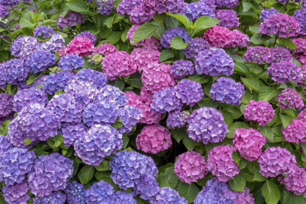 Vibrant hydrangeas in shades of purple and pink, surrounded by green leaves, Münsterland, North