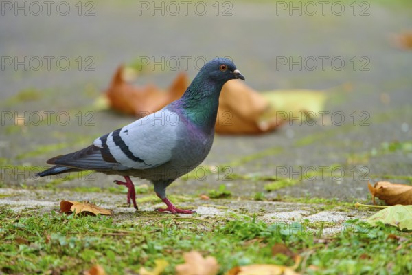 Domesticated city pigeon (Columba livia forma domestica), walking on the ground in a park,