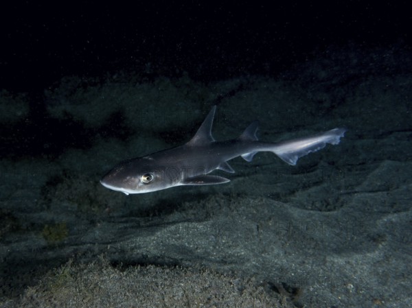 A Common smooth-hound (Mustelus mustelus) swims near the sandy seabed at night. Dive site Playa,