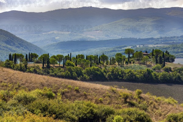 Hilly landscape, Cypress (Cupressus), Pine (Pinus pinea), Tourism, Travel, Tuscany, Italy, Europe