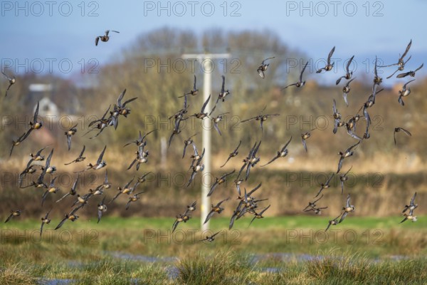 Peregrine Falcon (Falco peregrinus) during an attack on Eurasian Wigeon (Mareca penelope) ducks