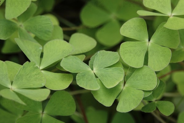 Four-leaf clovers, September, Germany, Europe