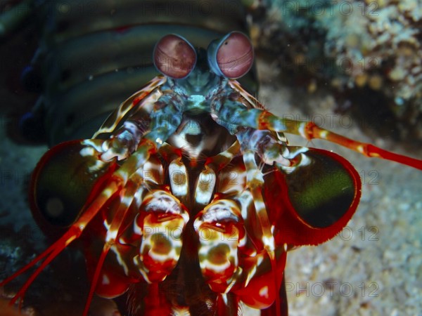 Close-up of a mantis shrimp with large eyes, clown mantis shrimp (Odontodactylus scyllarus), dive