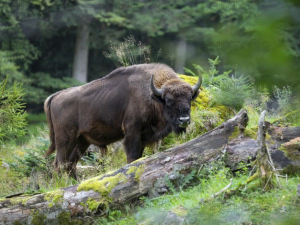 European bison (Bison bonasus) bull in near-natural habitat, captive, Germany, Europe