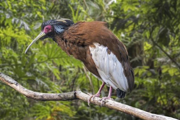 Madagascan ibis, Madagascar crested ibis (Lophotibis cristata), white-winged ibis, crested wood