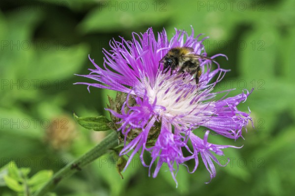 Psephellus dealbatus (Centaurea dealbata), flower with honey bee (Apis mellifera),