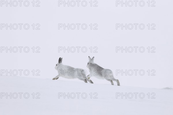 Mountain hare (Lepus timidus), Alpine hares, snow hare male in white winter pelage chasing female