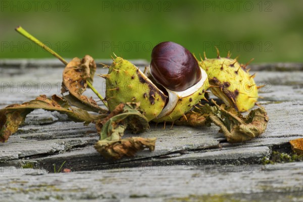 Horse-chestnut (Aesculus hippocastanum), on wooden table, Münsterland, North Rhine-Westphalia,