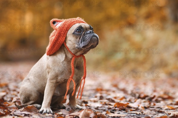 Cute French Bulldog dog wearing a knitted costume hat with fox ears sitting in front of blurry