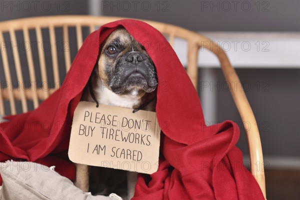 French Bulldog dog with sign 'Please don't buy fireworks. I am scared' hiding under blanket on new