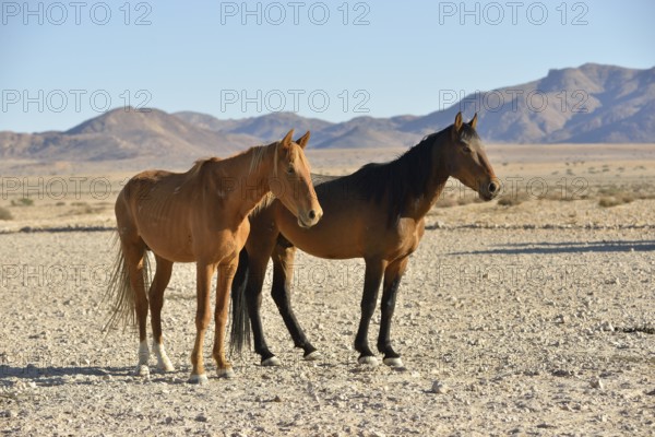 Namib desert horses (Equus ferus) in desert, near watering hole at Garub, Aus, Karas Region,
