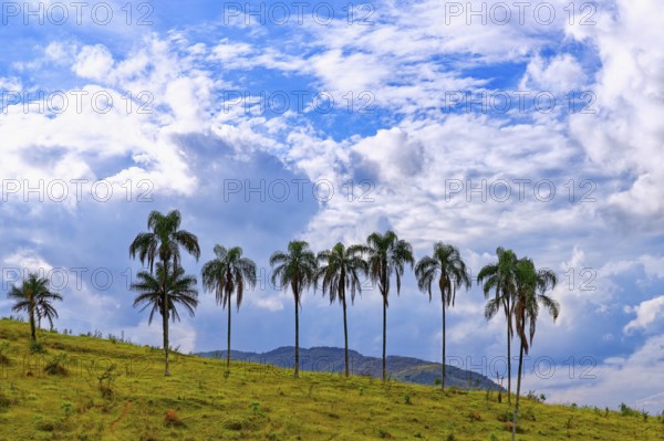 Macauba palm trees (Acrocomia aculeata) on a ridge, Serra da Canastra, Minas Gerais state, Brazil,