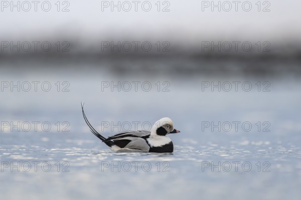 Long-tailed duck (Clangula hyemalis), male in splendid plumage at Gefiede, Batsfjord, Båtsfjord,