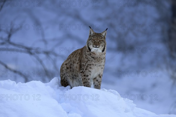 Carpathian lynx (Lynx lynx carpathicus), adult, in winter, in snow, alert, Bavarian Forest,