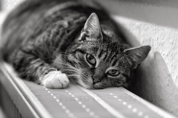 Brown tabby felidae (Felis silvestris catus), lying relaxed on heater and warming itself, eye