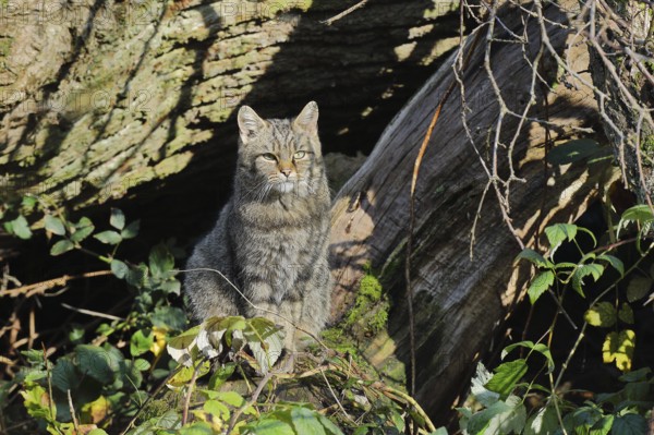 European wildcat (Felis silvestris), sitting in front of the shelter in the forest, Rothaargebirge,
