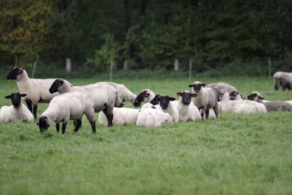 Sheep (Ovis), black-headed sheep, flock of sheep, pasture, lying, sheep breed, North