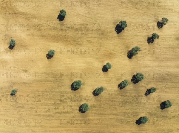 Holm Oaks (Quercus ilex) in a field, aerial view, drone shot, Granada province, Andalusia, Spain,