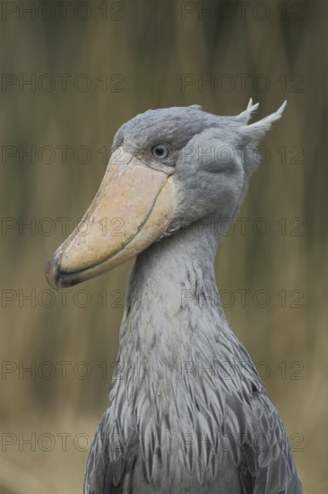 Shoebill (Balaeniceps rex), portrait, Balaenicipitidae, copepods, Pelecaniformes, bird, animal,