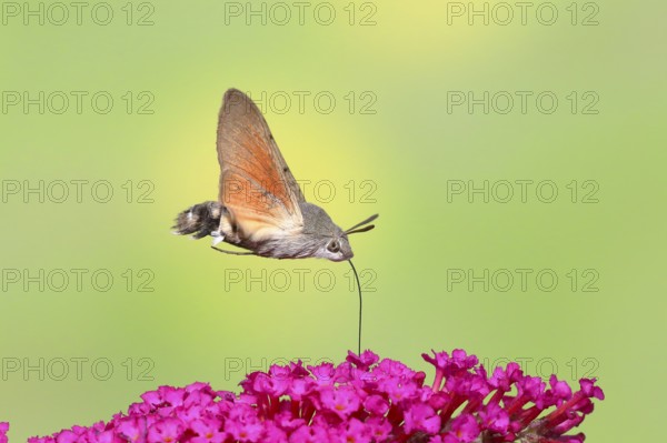 Hummingbird hawk-moth (Macroglossum stellatarum), flying, sucking nectar on flower of