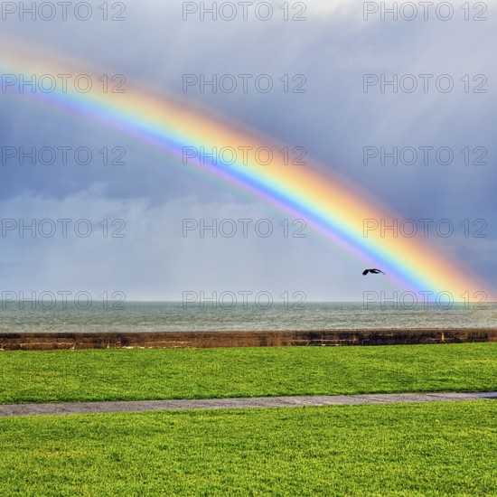 Rook flying, seafront, dramatic cloudy sky with rainbow, Bray, Wicklow, Ireland, Europe