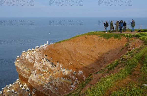Wildlife photographers at the bird cliff of Helgoland, Helgoland, Schleswig-Holstein, Germany,