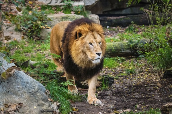 African Lion (Panthera Leo) in jungle forest