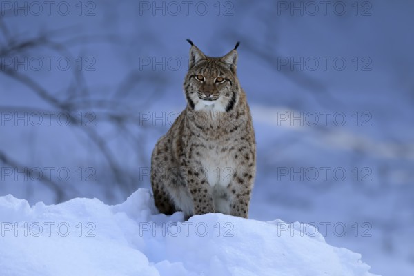 Carpathian lynx (Lynx lynx carpathicus), adult, in winter, in snow, alert, Bavarian Forest,