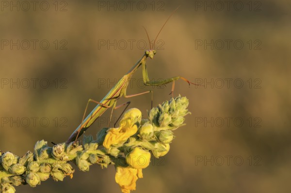 European Mantis or Praying Mantis (Mantis religiosa), Burgenland, Austria, Europe