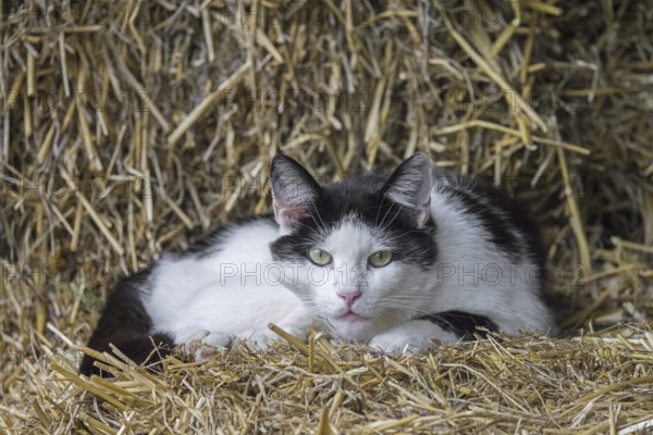 Black and white feral cat (Felis catus), stray cat resting on bale of straw in barn at farm in the