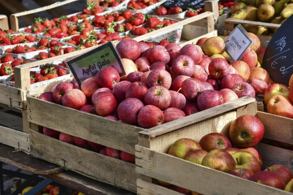 Freiburg, Germany, April 2022: Red Gala apples in baskets at market sales booth, Europe