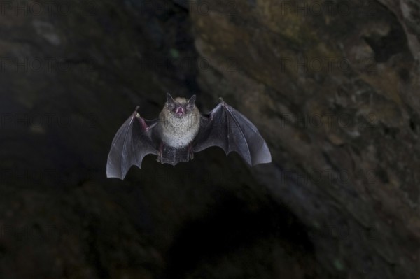 Daubenton's bat (Myotis daubentonii) ringed water bat flying from the summer roost of a cave, Lower