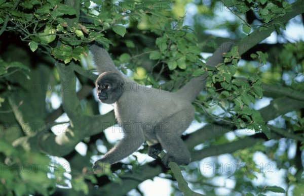 Gray Woolly Monkey (Lagothrix lagothricha cana)