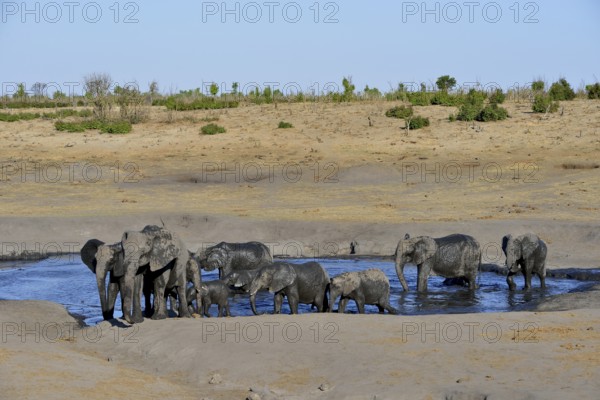 African bush elephants (Loxodonta africana), herd at Somalisa watering hole, Hwange National Park,