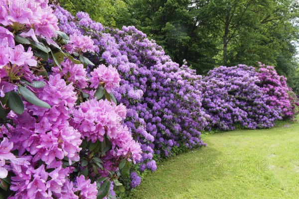 Rhododendron flower (Rhododendron campanulatum) in the castle park, created in the 18th century.