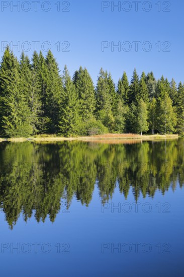 The forest along the shore of the Étang de la Gruère is reflected in the still waters of the moor