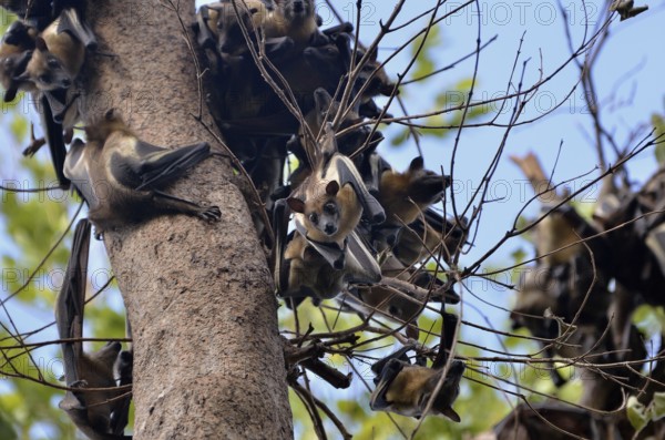 Straw-coloured Fruit Bats (Eidolon helvum) on a tree, Kasanka National Park, Zambia, Africa