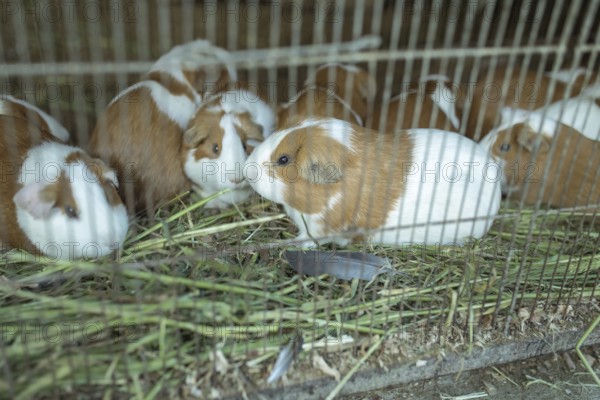 Cuys, giant guinea pigs (Cavia porcellus), in a cage at the market of Huancayo, Peru, South America