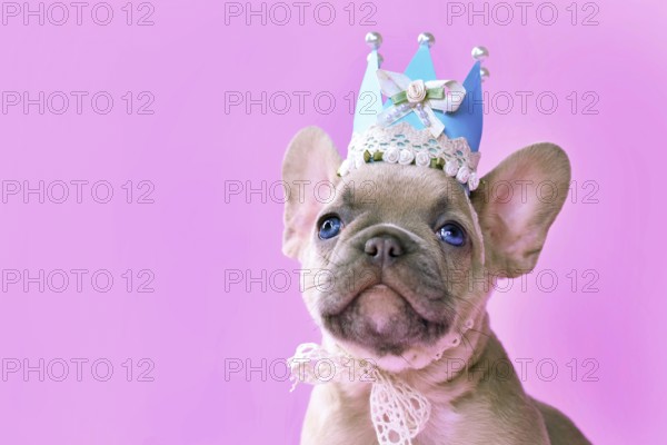 Face of French Bulldog dog puppy wearing a paper crown with lace and ribbons on pink background