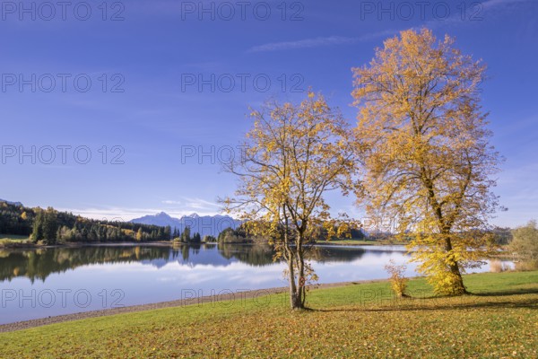 Linden trees (Tilia) at Forggensee near Füssen, Allgäu Alps, Allgäu, Bavaria, Germany, Europe