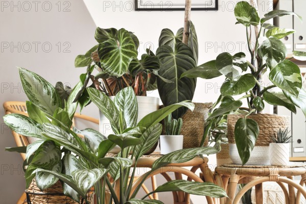 Urban jungle. Different tropical houseplants like Philodendron or Chinese Evergreen in basket