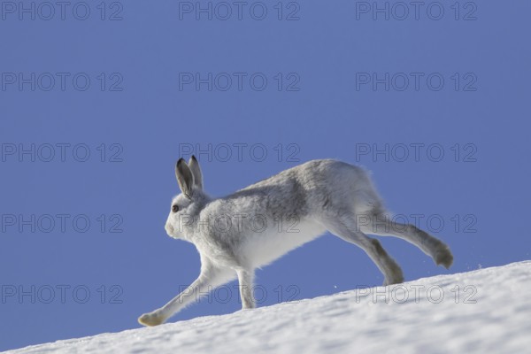 Mountain hare (Lepus timidus), Alpine hare, snow hare in winter pelage running in the snow down