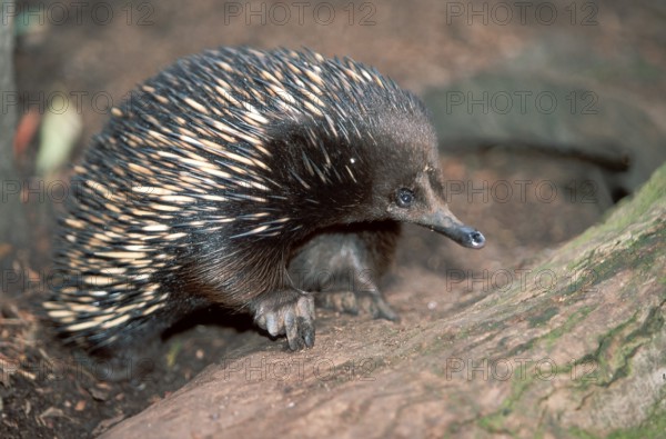 Short-beaked echidna (Tachyglossus aculeatus)