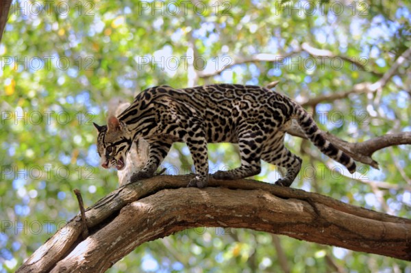 Ocelot (Leopardus pardalis) male, lateral, Honduras, Central America