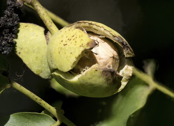 Ripe persian walnut (Juglans regia) appears from the opening shell, North Rhine-Westphalia,
