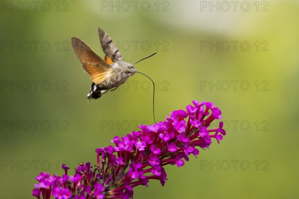 Hummingbird hawk-moth (Macroglossum stellatarum), flying, sucking nectar on flower of