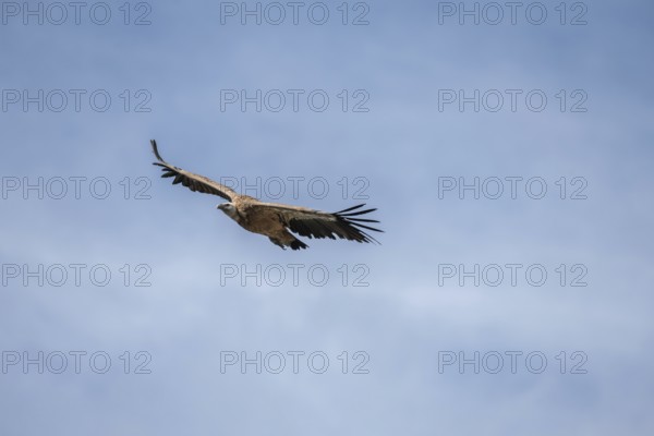 Griffon vulture (fulvus) in flight in jonte gorges in the Cevennes National Park. Aveyron, France,