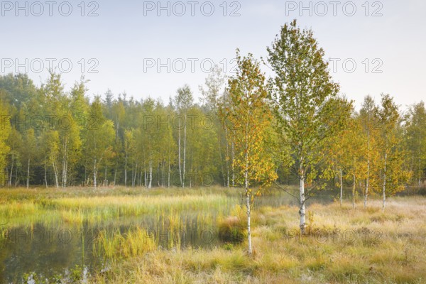 Autumn atmosphere with birch forest on the high moor near Les Ponts-de-Martel, Canton Neuchâtel,