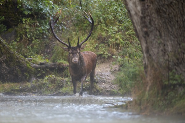 Red deer (Cervus elaphus), red deer, capital mountain deer crossing mountain river in rutting