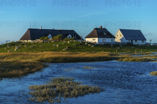 Hamburger Hallig, Reußenköge, North Frisia, dwelling mound, reed houses, grasses, sheep, evening